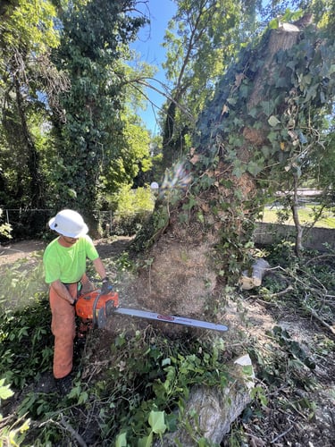 SuperTrees team using chainsaw on large trunk for tree removal