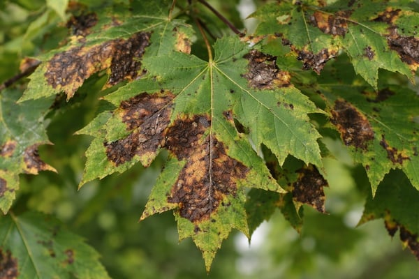 Anthracnose tree disease