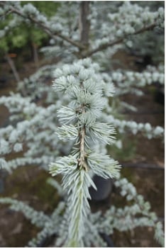 Blue Atlas Cedar