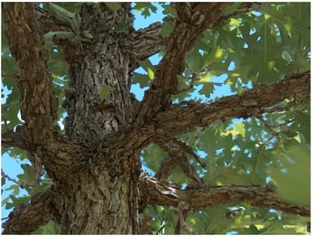 Burr Oak 