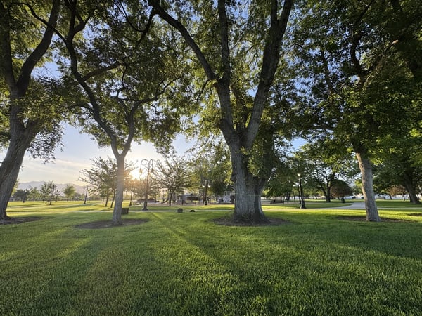 Park in Colorado with mature drought tolerant trees 