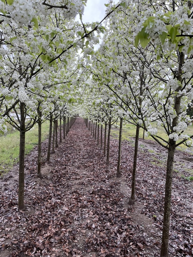 Young Chanticleer Flowering Pear Trees at SuperTrees Nursery