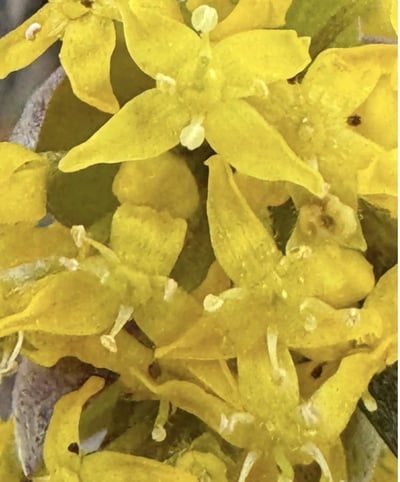 Cornelian Cherry Dogwood