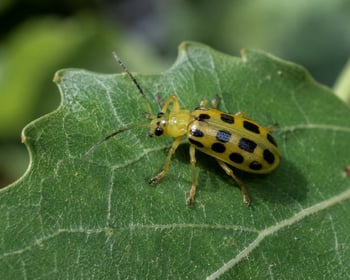 Cottonwood leafe beetle