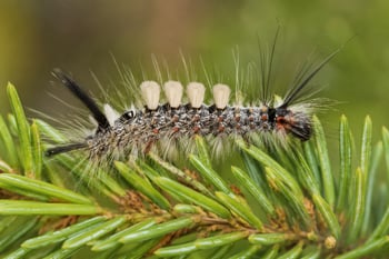Douglas-Fir Tussock Moth