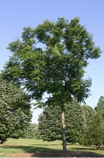Espresso cofeetree 1