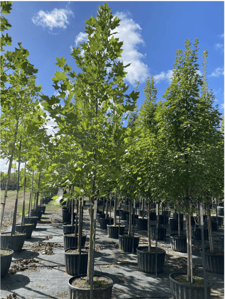 Exclamation London Planetrees at nursery