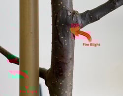 Fire Blight Corrected