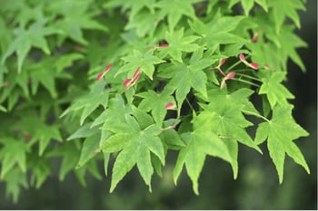 Green Japanese Maple