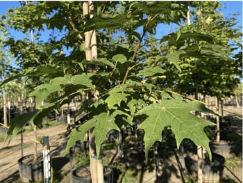 Green Mountain® Sugar Maple