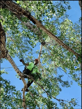 Tree pruning a mature tree