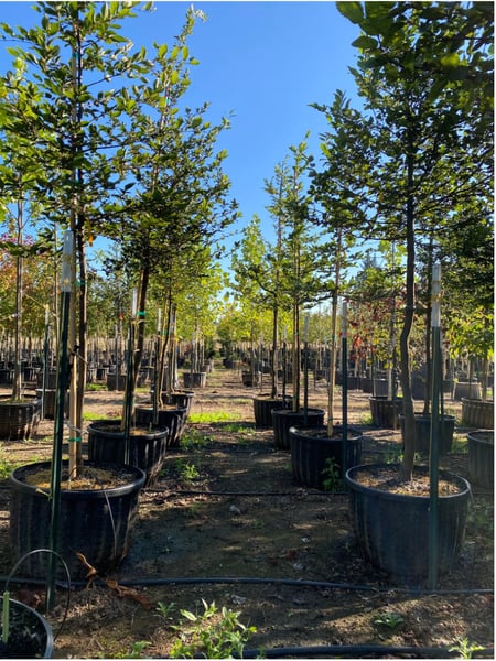 Hornbeam nursery
