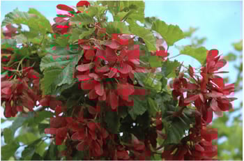 Hot Wings® Tatarian Maple