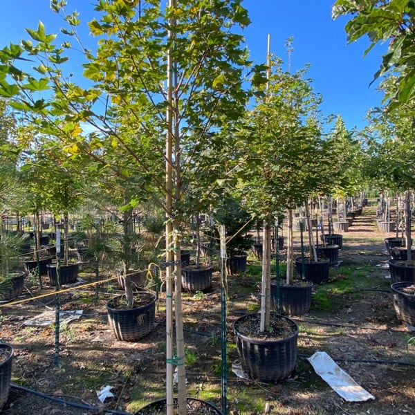Norwegian Sunset Maple growing in wholesale tree nursery