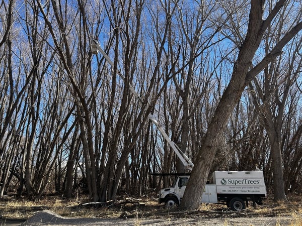 SuperTrees Truck pruning mature urban trees