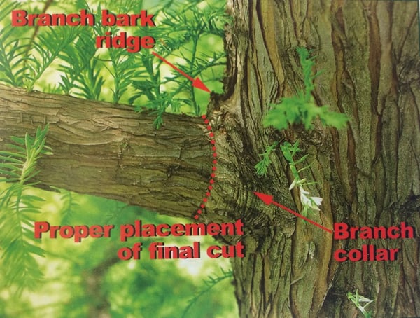Make the cut above the branch collar when trimming trees