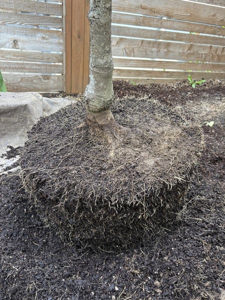 Tree root structure