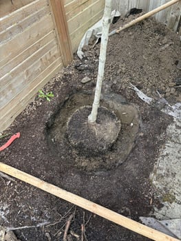 Tree Planting: Set the tree in place