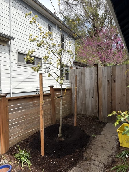 Properly planted tree