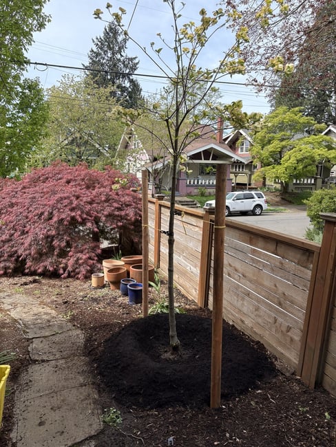 Tree with mulch applied properly