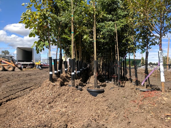 Trees at nursery waiting for planting at Colorado HOA