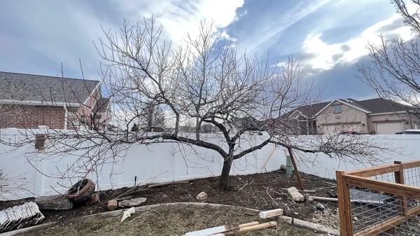 Ornamental tree getting pruned for shape