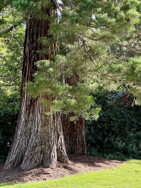 Large tree in an urban forest