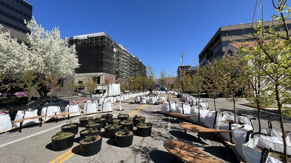 Saplings staged among mature trees for tree inventory