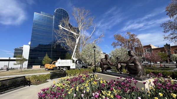 SuperTrees Tree Services team providing tree maintenance to urban forest
