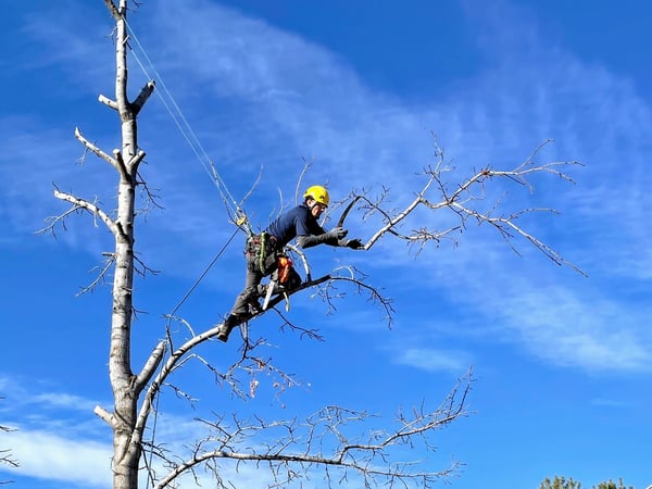 SuperTrees team rigged into a tree for tree removal