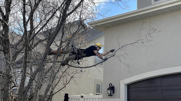 Arborist hanging out over a branch for tree pruning