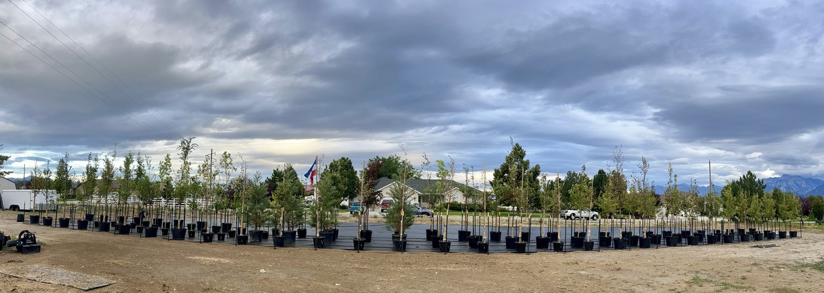 Tree inventory prior to planting