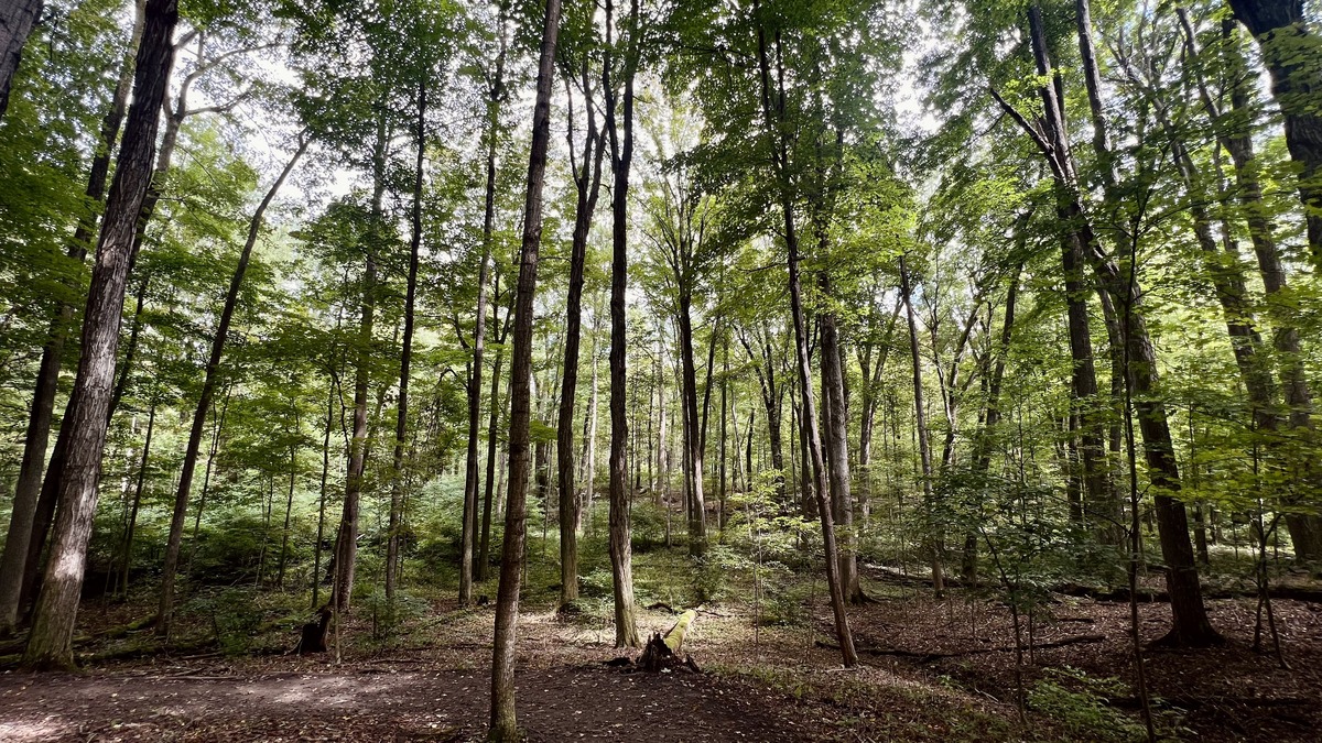 Woods in Colorado with diverse tree canopy