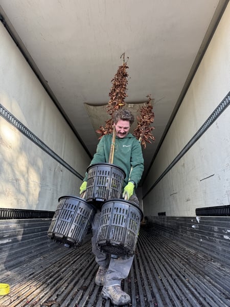 Nursery worker carries 3 air pot trees out of the truck for delivery Delivering trees
