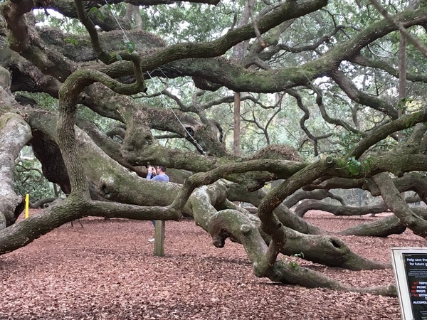 Branches of South Carolina's Angel Oak