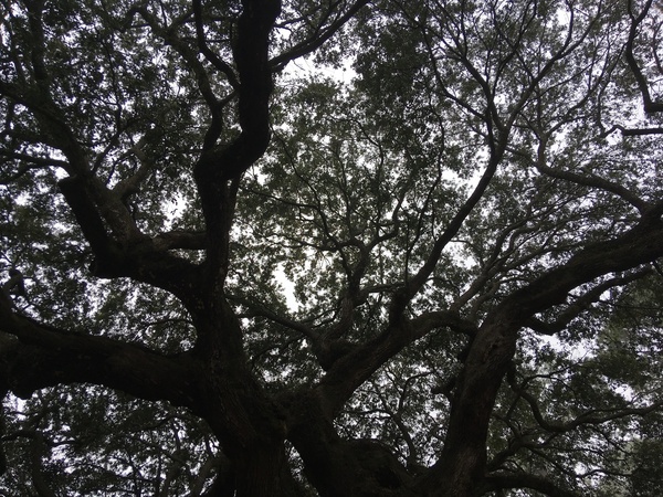 Canopy of South Carolina's Angel Oak