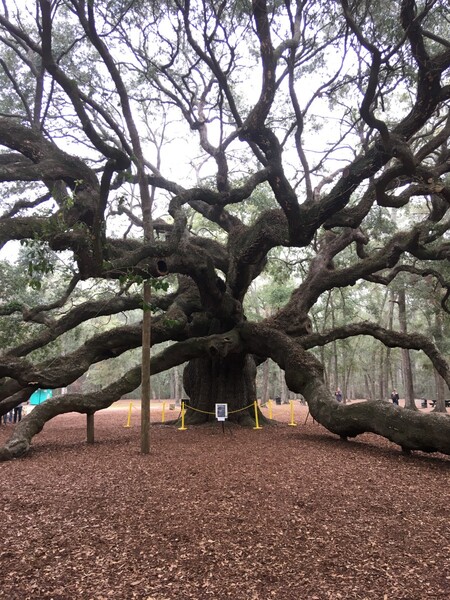 South Carolina's Angel Oak