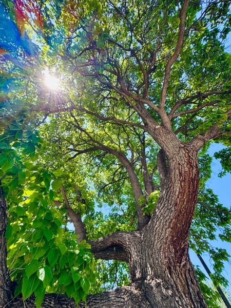 Looking up through tree canopy