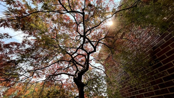 Tree Crown with sunlight coming through the branches