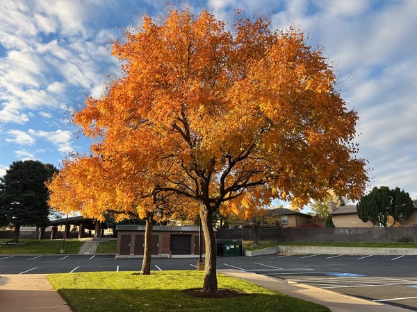 Colorado tree in fall