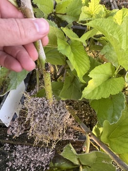 Tree grown from seed propagation