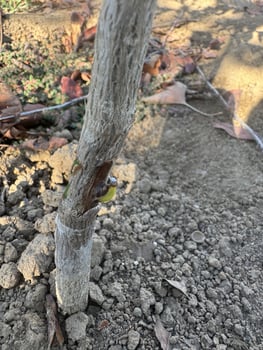 Tree grown through grafting