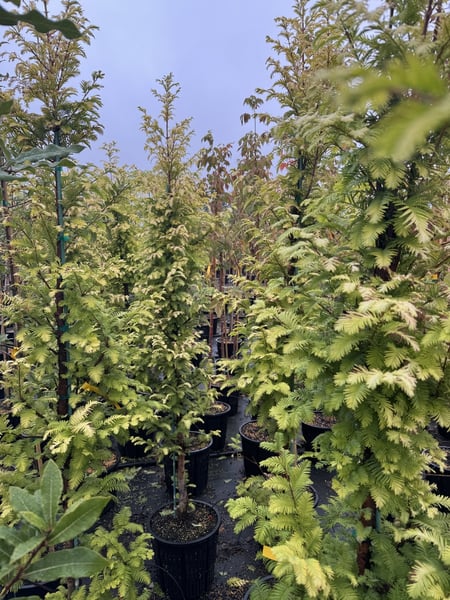 Amber Glow® Dawn Redwood