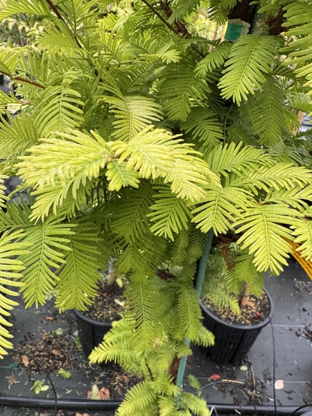Amber Glow® Dawn Redwood