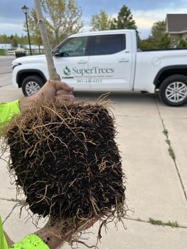 Healthy root ball