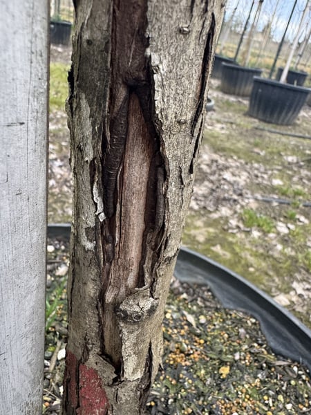 Tree Canker