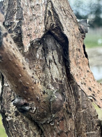 Tree Canker in Golden Rain Tree