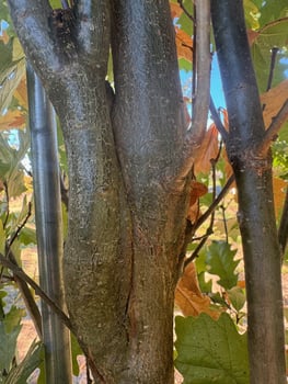 Bark inclusion