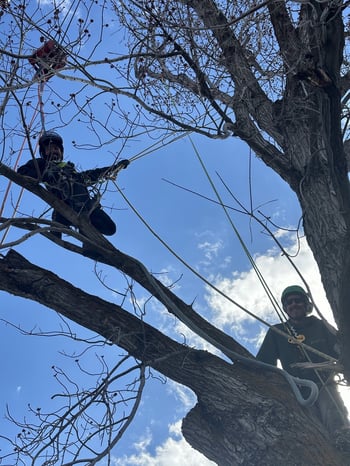 2 arborists in a tree pruning during winter