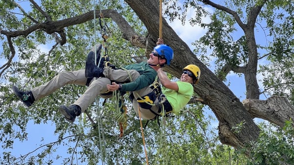 SuperTrees team members rigged and hanging from tall tree as they inspect branches for tree health and tree trimming.